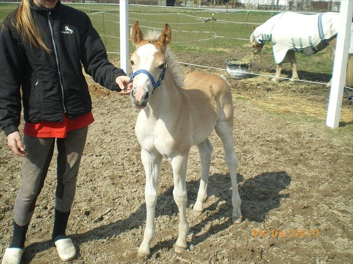 Haflinger Stokkemarkes Asti <3SOLGT - hej hvem er i  billede 5