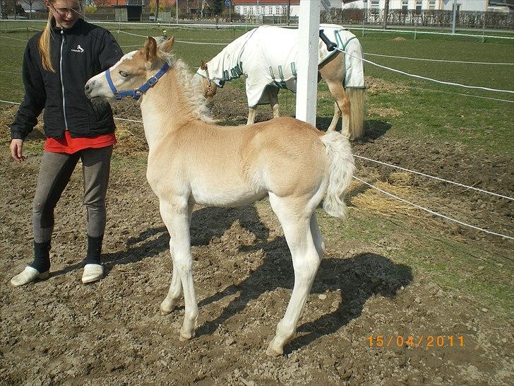 Haflinger Stokkemarkes Asti <3SOLGT - se hvor fint jeg kan står  billede 6