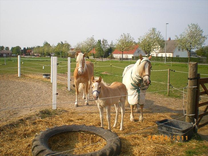 Haflinger Stokkemarkes Asti <3SOLGT - her er min familie til højer er min mor og til venstrer er min mors ven liane og mig asti i miten  billede 7