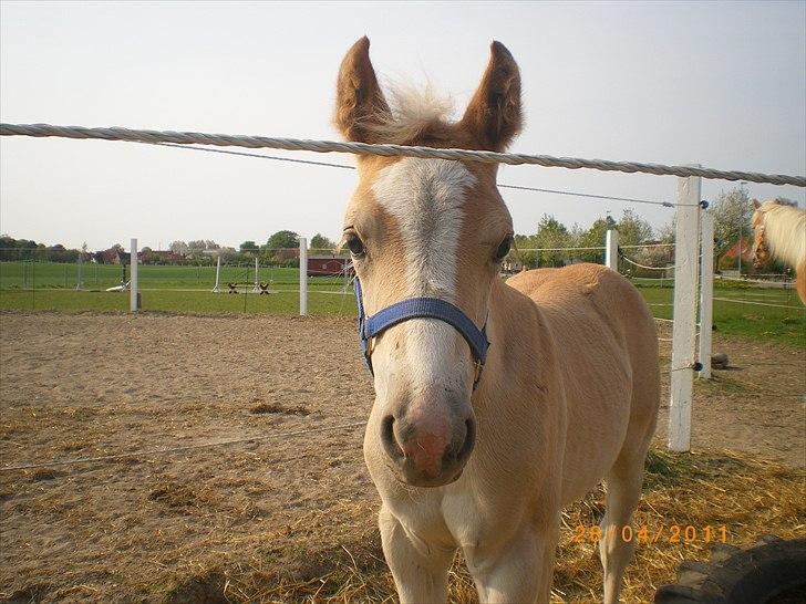 Haflinger Stokkemarkes Asti <3SOLGT - se min blis er den ikke pæn  billede 8