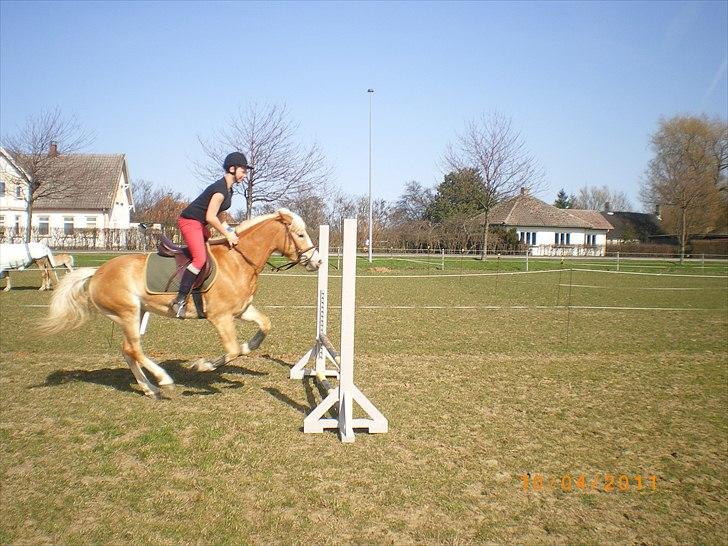 Haflinger Liane Wican - her springer vi også  billede 11
