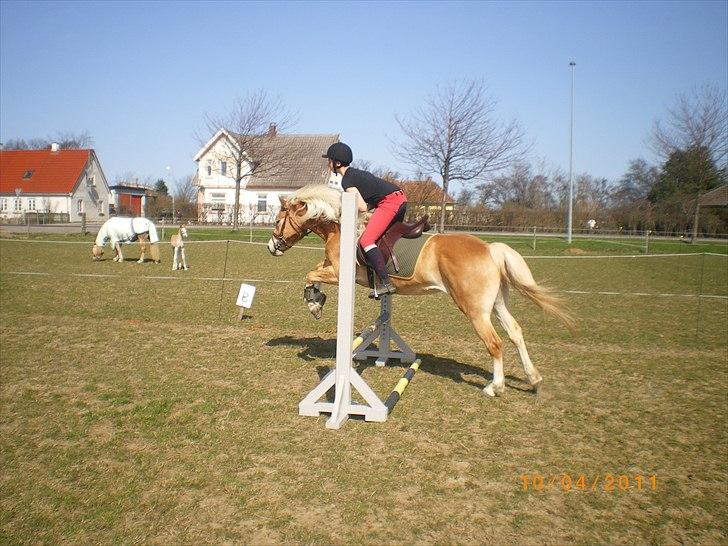 Haflinger Liane Wican - se jeg springer HI HI ; ) ; P billede 12