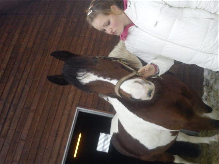 Pinto Mirage Bariolé billede 1