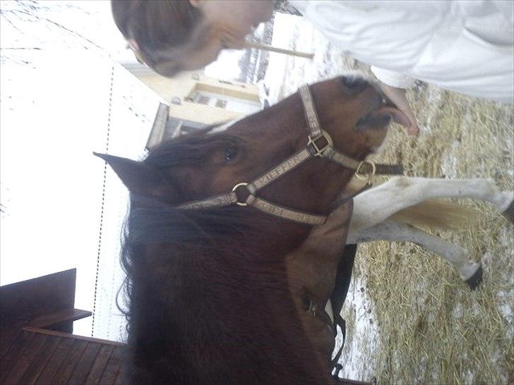 Pinto Mirage Bariolé billede 2