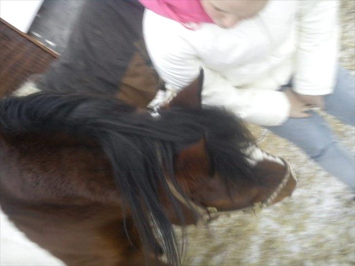 Pinto Mirage Bariolé billede 3