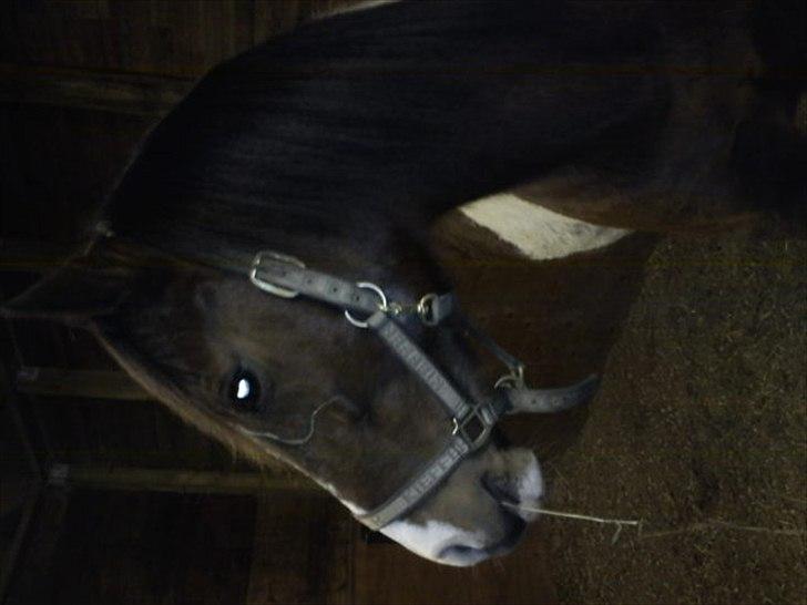 Pinto Mirage Bariolé billede 5