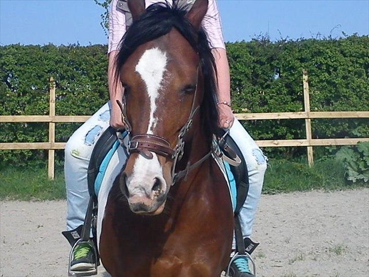 Pinto Mirage Bariolé billede 6