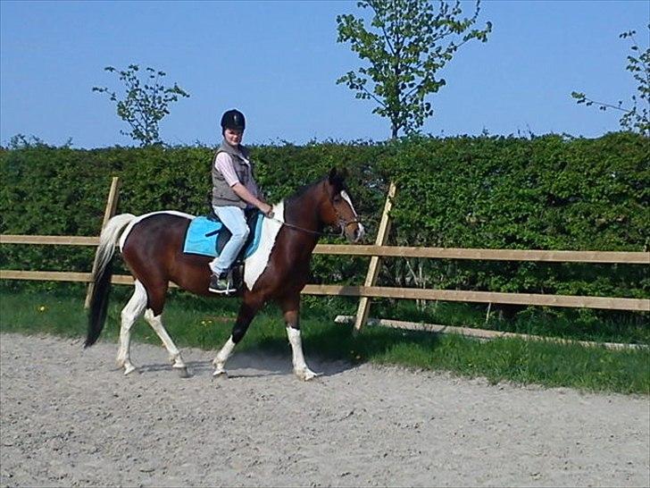 Pinto Mirage Bariolé - Jep. Hun går og kigger stjerner (-; billede 7