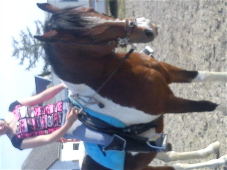 Pinto Mirage Bariolé billede 8