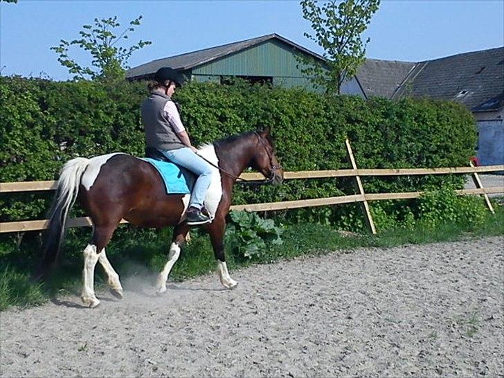 Pinto Mirage Bariolé billede 9