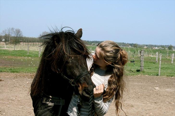 Islænder Dagur frá Króki - I´ve learned... that you should always leave loved ones with loving words. It may be the last time you see them billede 12