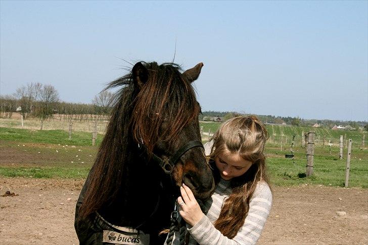 Islænder Dagur frá Króki - He knows when i am happy.  He knows when i am comfortable. He knows when i am confident. And he always knows when i have carrots. billede 15