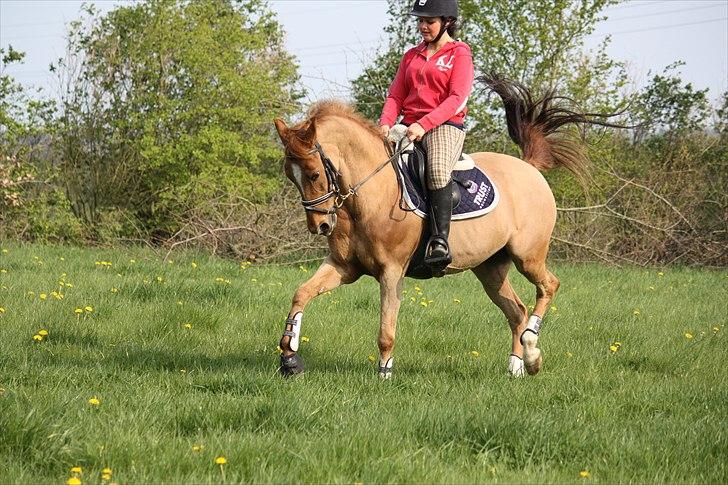 Welsh Cob (sec D) Amber billede 13