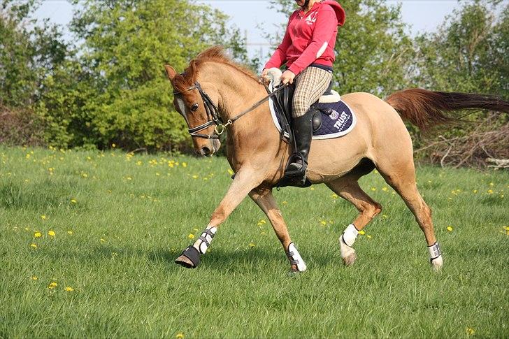 Welsh Cob (sec D) Amber billede 14