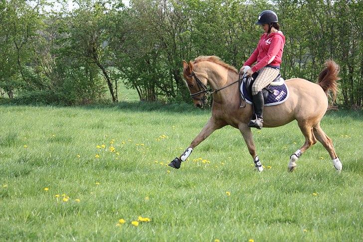 Welsh Cob (sec D) Amber billede 15