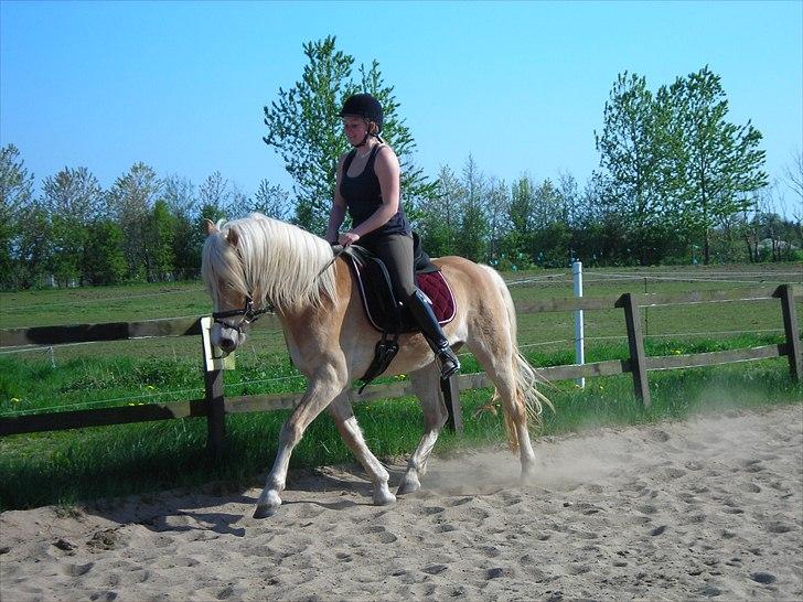 Haflinger Nanna Wican billede 12