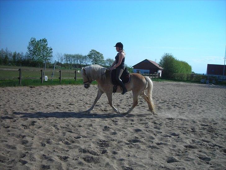 Haflinger Nanna Wican billede 13