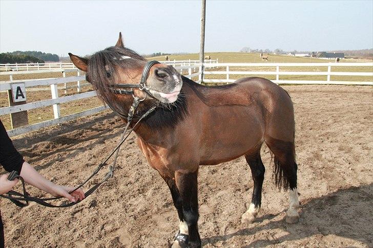 Welsh Pony af Cob-type (sec C) Gribsvads Tango<3 R.I.P - min føste sommer med lango billede 17