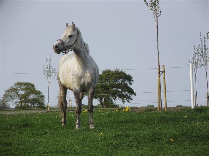 Anden særlig race Lucky Miss Rosie - Taget d. 28 april billede 9