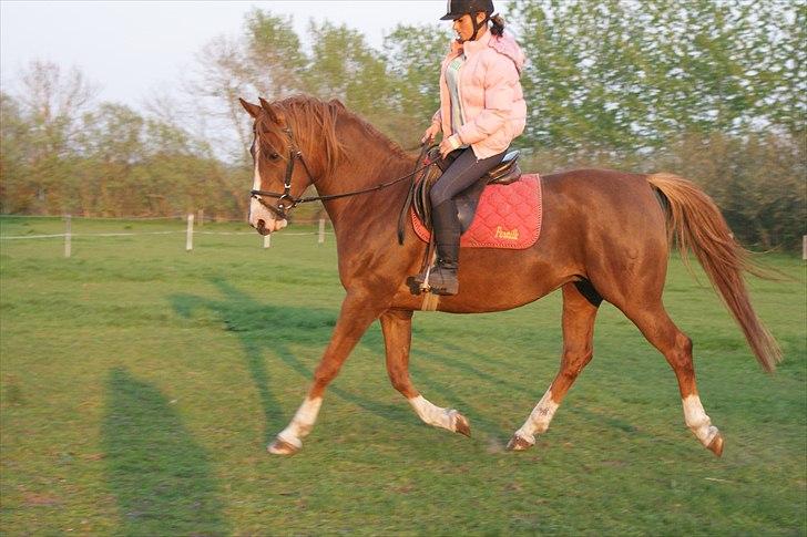 DSP Stormarkgaards Monique [Himmelhest] billede 11