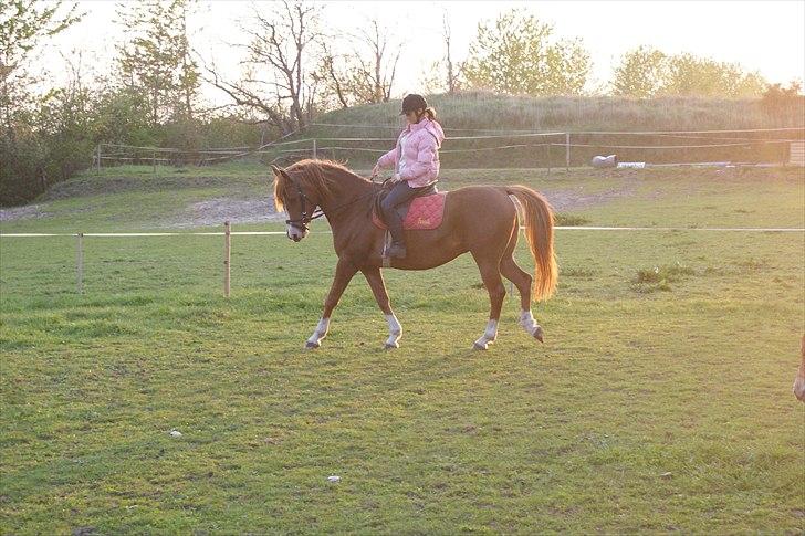 DSP Stormarkgaards Monique [Himmelhest] billede 12