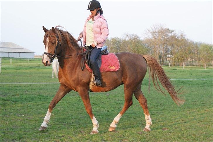 DSP Stormarkgaards Monique [Himmelhest] billede 13