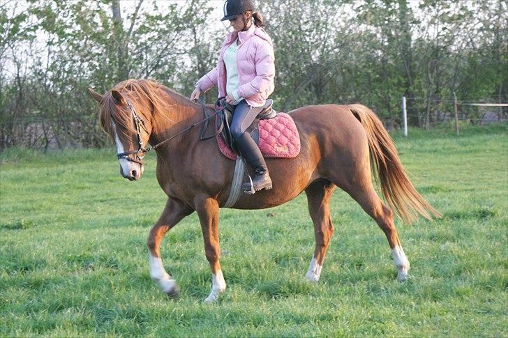 DSP Stormarkgaards Monique [Himmelhest] billede 14