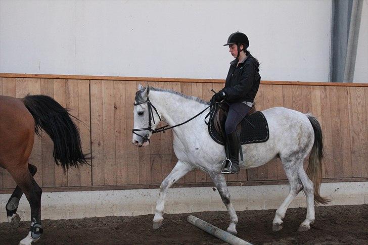 Hollandsk Sportspony Moonlight - Mig og Moonlight, over bom :-) Foto: Amalie billede 13