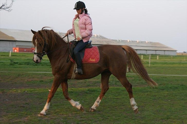 DSP Stormarkgaards Monique [Himmelhest] billede 16