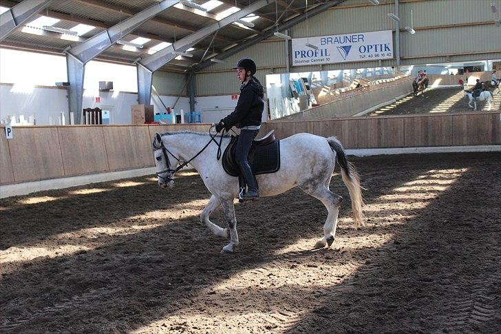 Hollandsk Sportspony Moonlight - Mig og Moonlight :o) Foto: Sofie billede 14