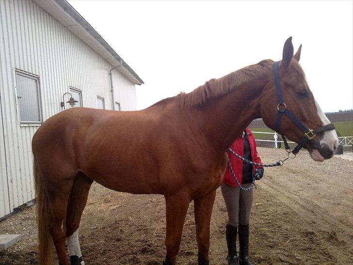 Dansk Varmblod Heino<3 billede 6