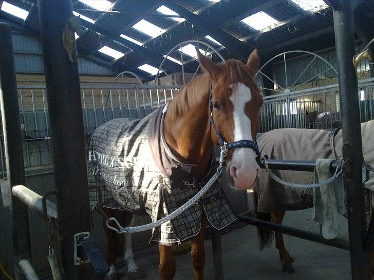 Dansk Varmblod Heino<3 billede 7