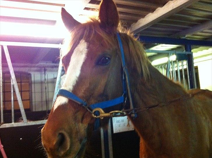 Anden særlig race Emma/ lotus *SOLGT* - emma på staldgangen. billede 7