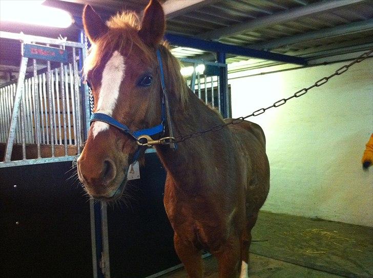 Anden særlig race Emma/ lotus *SOLGT* - emma igen. billede 10