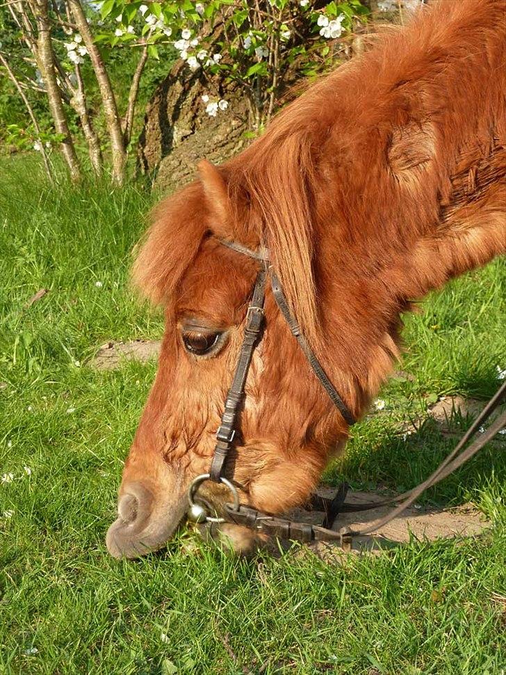 Shetlænder Mikkel - Elsk på overlæben XD billede 18