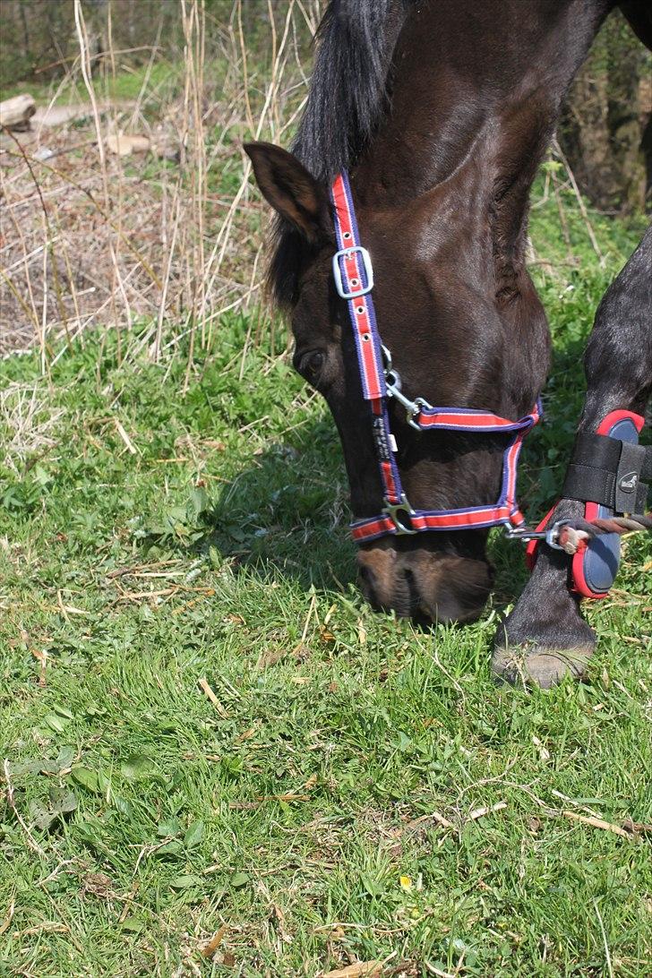 Tysk Sportspony Melody 52 - Min smukke pony:*   billede 6