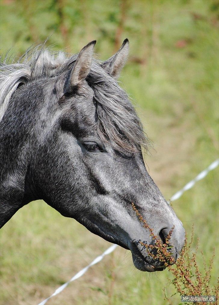 Arabisk fuldblod (OX) Mutazz *Dream* - <3 Lånt af Emira Arabians billede 2