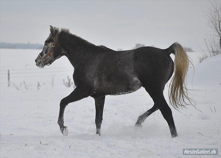 Arabisk fuldblod (OX) Mutazz *Dream* - <3 Lånt af Emira Arabians billede 5