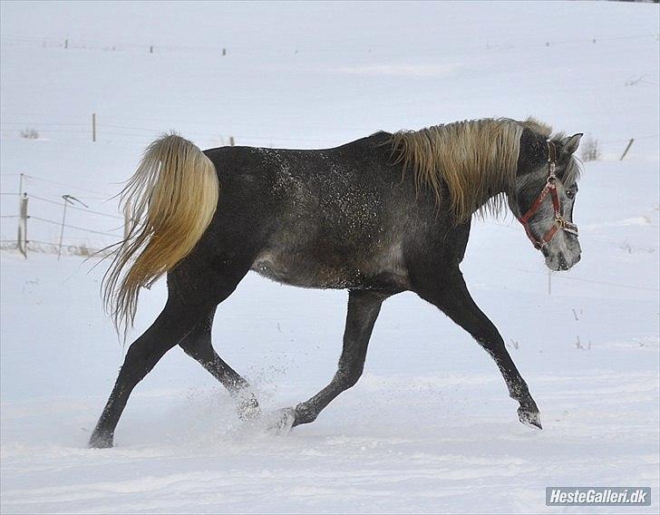 Arabisk fuldblod (OX) Mutazz *Dream* - <3 Lånt af Emira Arabians billede 6