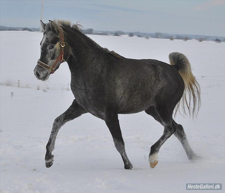 Arabisk fuldblod (OX) Mutazz *Dream* - <3 Lånt af Emira Arabians billede 7