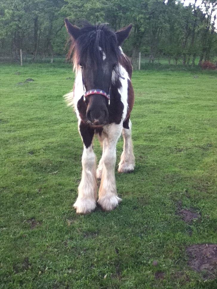 Tinker O'Malley - *NYT* billede 10