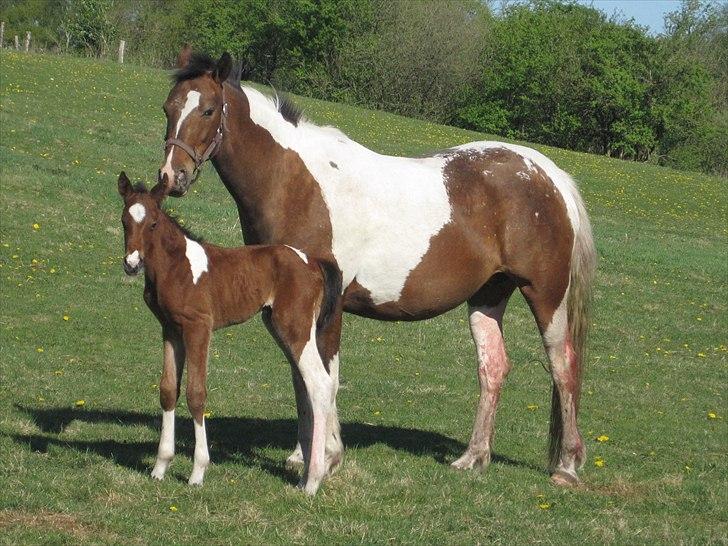 DSP Endahlgårdens Pallas  - få timer gammel billede 15