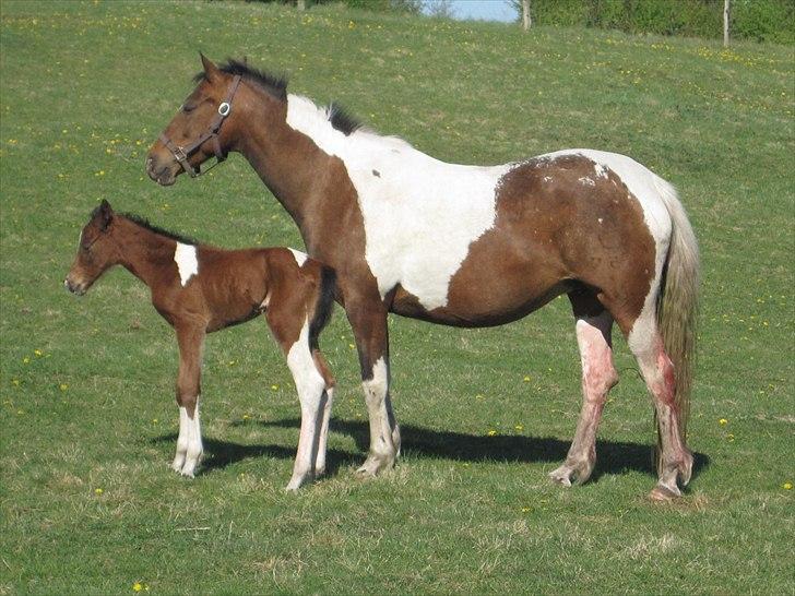DSP Endahlgårdens Pallas  - få timer gammel billede 16