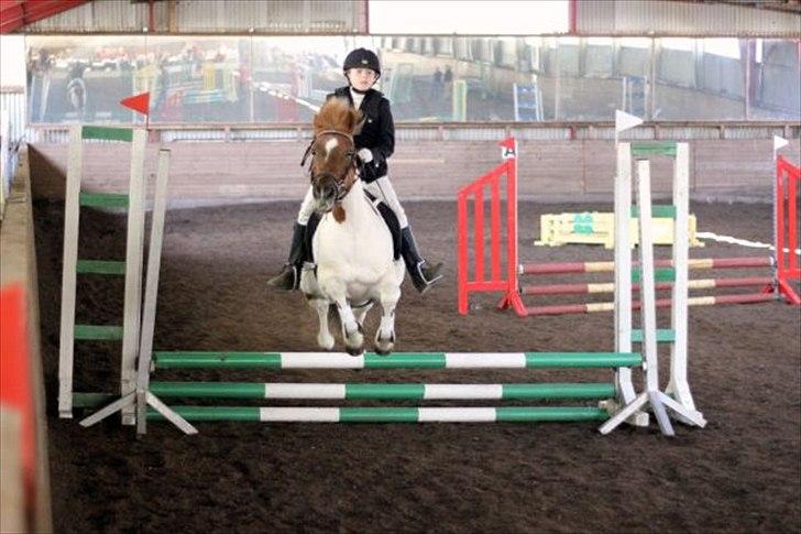 Anden særlig race Zindy - Kaja og Zindy billede 15