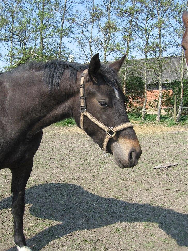 Oldenborg Adell af Vodagergård - April 2011 billede 19