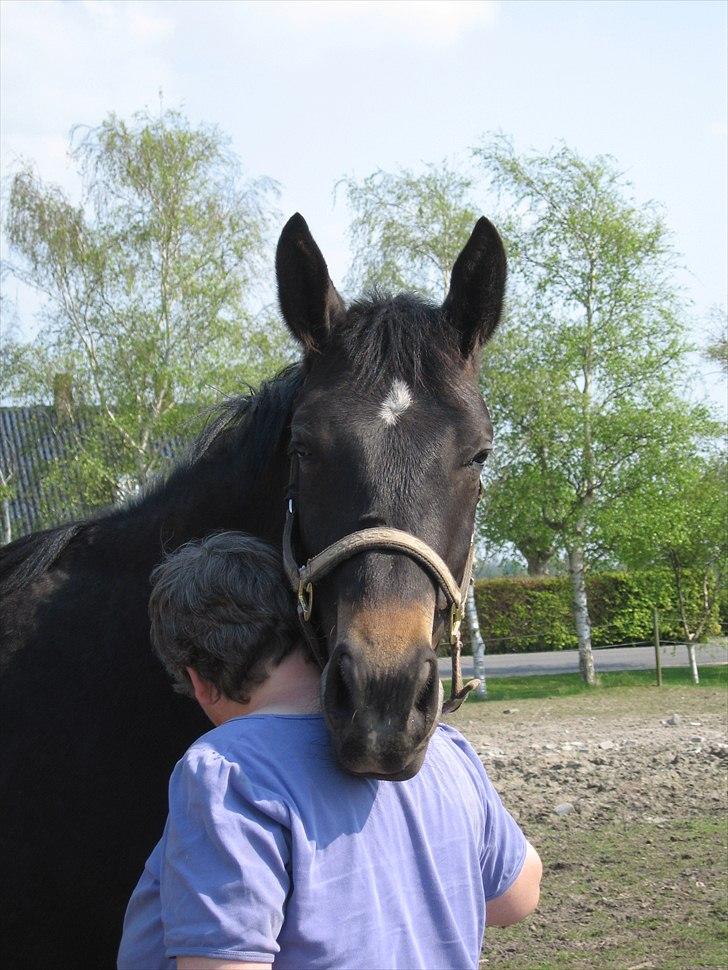 Oldenborg Adell af Vodagergård - April 2011 billede 20