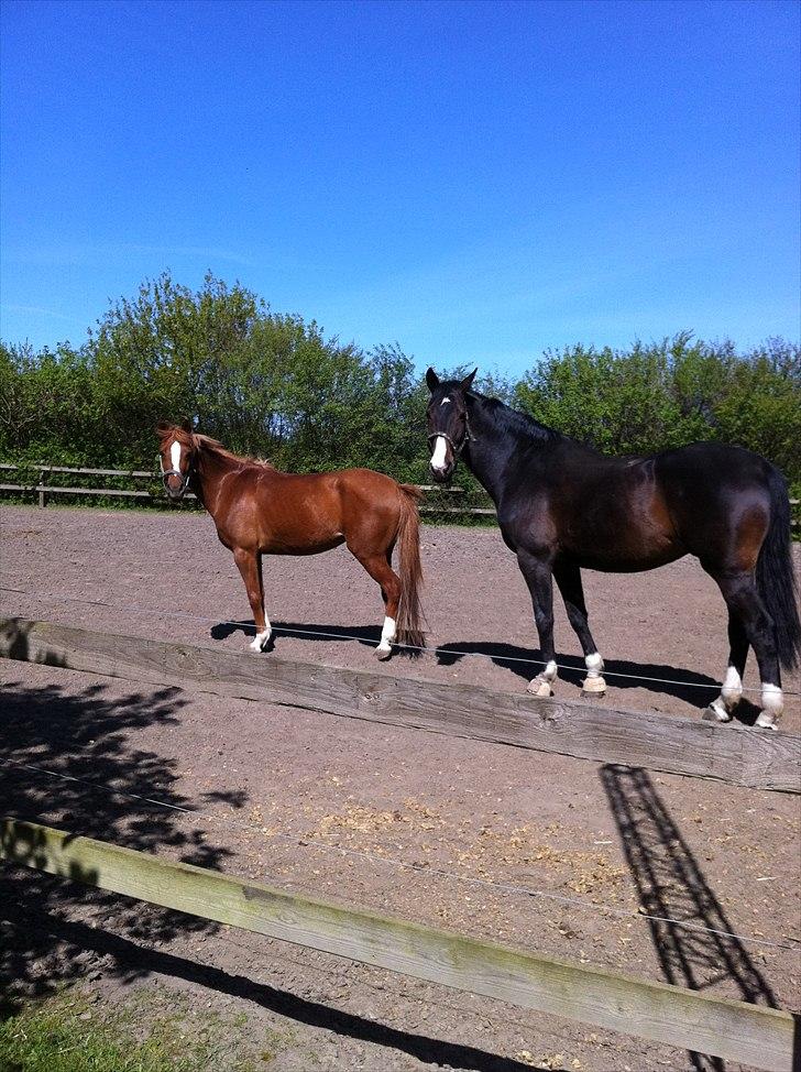 Anden særlig race Emma/ lotus *SOLGT* - Emma og Felicia. billede 2