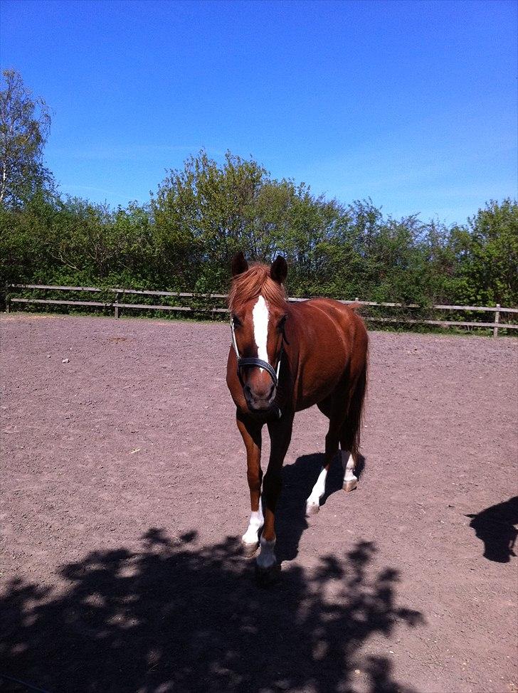 Anden særlig race Emma/ lotus *SOLGT* - Emma på fold. billede 11