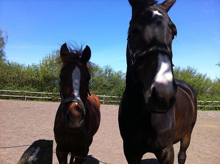 Anden særlig race Emma/ lotus *SOLGT* - Emma og Felicia på fold. billede 12