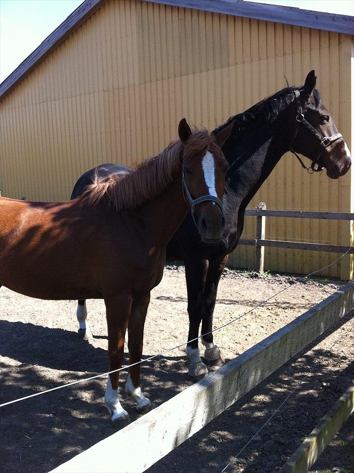 Anden særlig race Emma/ lotus *SOLGT* - Emma og Felicia igen. billede 13